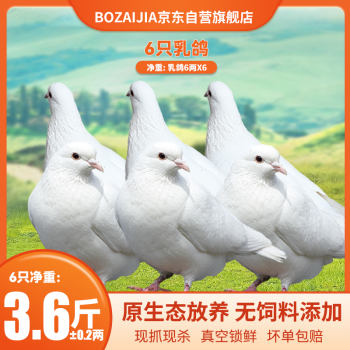 BOZAIJIA波仔家大别山林间放养乳鸽土鸽子总净含量1800g（6只)源头直发