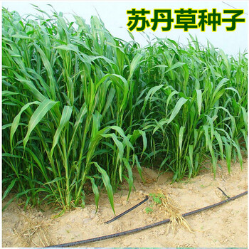 苏丹草草籽高丹草种四季牧草种子养殖再生草鱼吃的草种籽畜牧牛羊苏丹