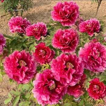 正宗菏泽牡丹花苗盆栽庭院花卉洛阳观赏牡丹大苗室外阳台植物室内四季