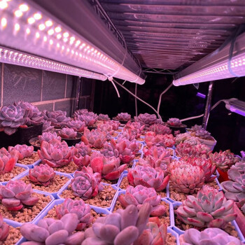 灯力植物生产灯怎么样？灯力LED全光谱光合作用补光灯多肉上色效果好