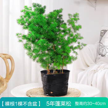 蓬莱松树盆栽植物办公室内花卉生肖猴客厅小绿植好养老桩盆景蓬莱松