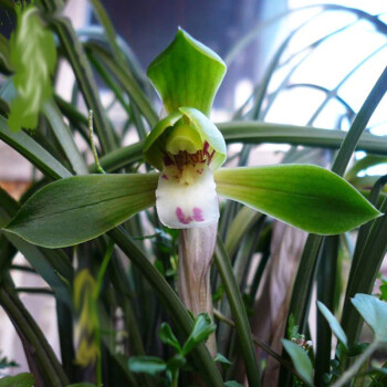 带花苞兰花苗整颗连体兰草花 浓香蕙兰春兰苗送花土植料 花卉绿植df