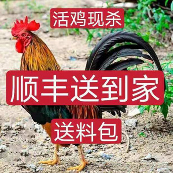 农家散养笨公鸡新鲜鸡肉整老公鸡走地鸡草鸡柴鸡跑山鸡活鸡现杀散养大