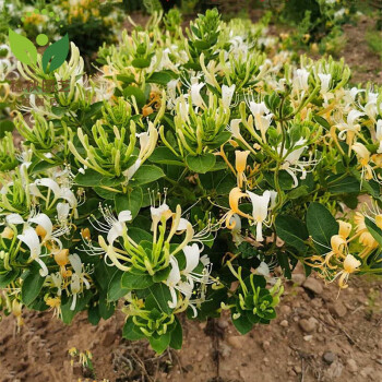 金银花树苗盆栽地种浓香花卉爬藤植物庭院室内黄白色金银花三年苗壮苗