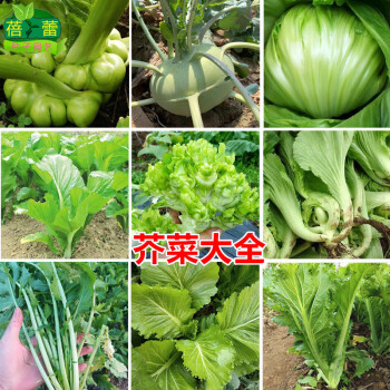 芥菜种子大全广东梅菜客家甜芥菜包心芥大菜花叶芥菜春秋播蔬菜籽特大