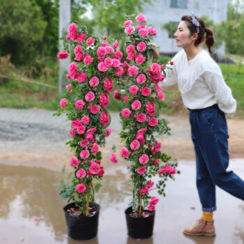 藤本月季花苗爬藤大苗蔷薇花苗四季爬墙开花玫瑰月季植物攀援松之梦