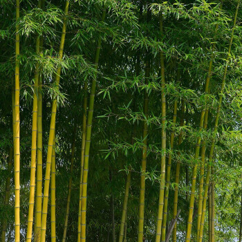 庭院植物地栽 竹子苗紫竹青竹 罗汉竹竹苗竹根竹子四季青 别墅围墙