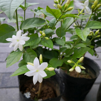 牵挂笔尖茉莉单瓣茉莉花盆栽毛茉莉室内植物芳香独杆花苗茉莉独杆笔尖