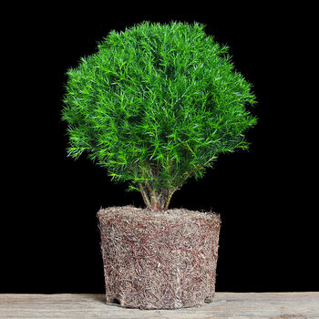 雾松盆景植物雾凇盆栽室内好养办公室桌面小绿植四季常青阳台花卉雾松