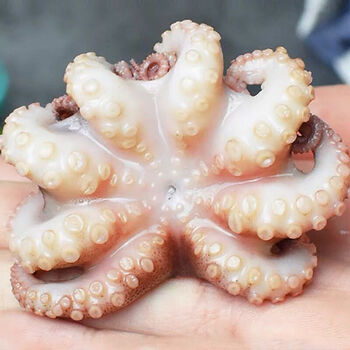 海鲜八爪鱼海鲜小章鱼海鲜鲜活八爪鱼章鱼爆头火锅食材新鲜八爪鱼迷你
