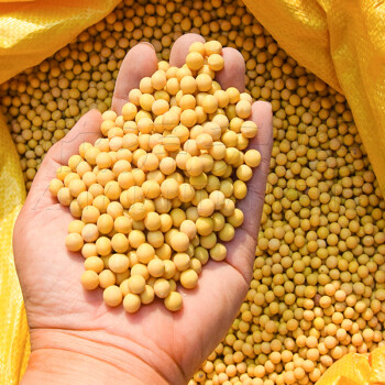早熟中粒黄豆种子早熟高产东北农家大豆春季四季播种孑籽中粒黄豆500