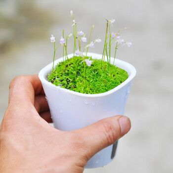 禾叶狸藻小虫草堂食虫植物盆栽小白兔蓝挖耳草水养水培花水生花卉 禾