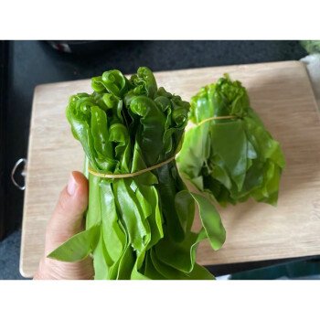 新鲜台湾山苏菜鸟巢蕨野菜王西餐菜500g酒店特色菜台湾山苏叶500g