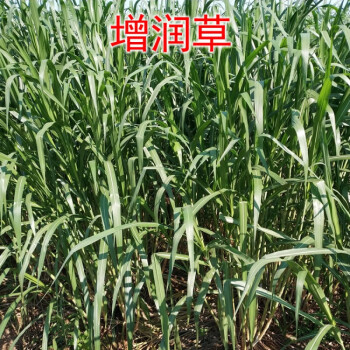 黎昕皇竹草甜象巨菌草红象草黄竹牧草种节子籽四季高产养殖多年生增润