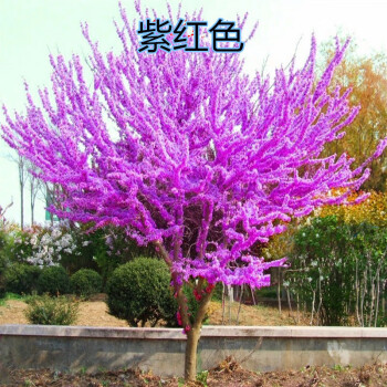 小苗庭院植物盆栽地栽绿化工程苗木满条红樱花苗 根茎2cm粗【独杆】