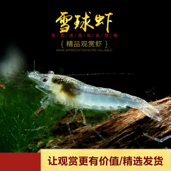 琉璃水族造景除藻虾宠物活体草缸小型虾米雪球虾10只约12cm精选发货