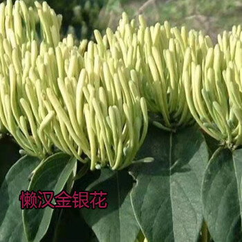 金银花苗四季金银花北花一号盆栽地栽懒汉花爬藤植物庭院盆景花卉嘉瑰