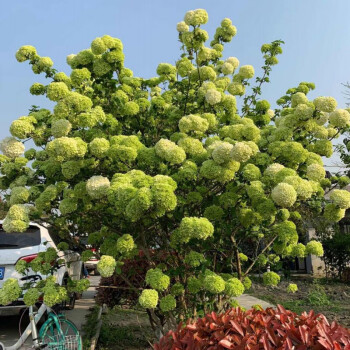 木本绣球树苗中华木绣球苗琼花树苗琼花树苗八仙绣球花苗绣球树苗6年