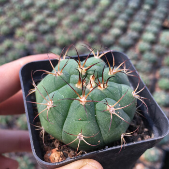 仙人球开花稀有品种实生仙人掌兜刺球多肉植物防辐射盆栽 浅黄色 新