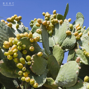 梨果仙人掌开花结果多肉植物组合盆栽绿阳台植种植梨果无根一片3035