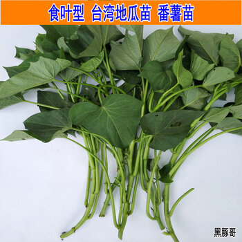 福薯18号专吃叶子山芋苗番薯种苗 2斤成熟藤苗