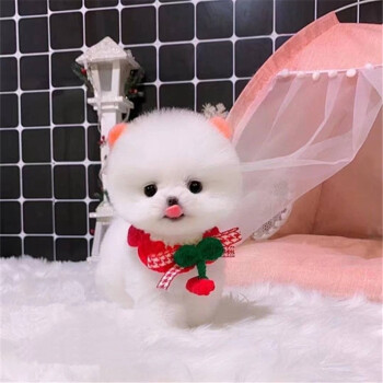宠物博美哈多利系小可爱狗狗茶杯犬纯种博美狗狗俊介幼犬小体级公