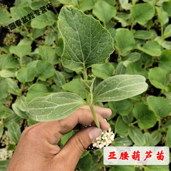 绿迷彩 亚腰葫芦苗10棵