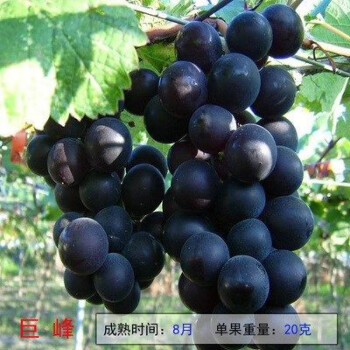 无核马奶提子葡萄苗大新疆无籽白牛奶葡萄树苗盆栽爬藤四季种植巨峰8