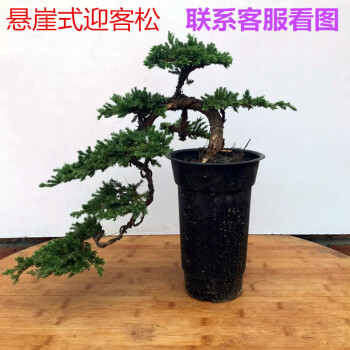 树植物室内花卉绿植好养四季客厅盆栽采缇caiti悬崖式迎客松造型可以