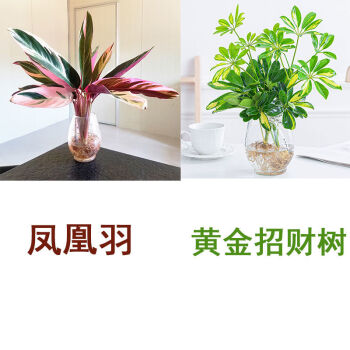 凤凰羽水培养植物室内绿植花卉盆栽富贵竹水养好养懒人花两凤凰羽黄金