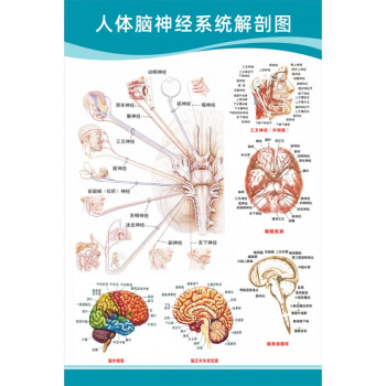 人体脑神经解剖图 【30寸:50x75厘米】  相纸(厚/无胶)