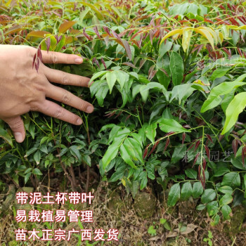 格木树苗硬材树木材铁木苗用材树经济林格木苗带土杯带叶发货5棵格木