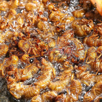 知了猴山东沂蒙特产金蝉知了猴新鲜可油炸即食可熟食用昆虫20100只