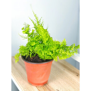 棉花糖蕨蕾丝蕨盆栽玛丽莎蕨类植物客厅绿植北欧ins风10cm简盆棉花蕨
