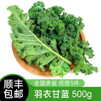 羽衣甘蓝500g新鲜蔬菜绿叶甘兰嫩叶芥蓝菜kale西餐沙拉健康轻食食材