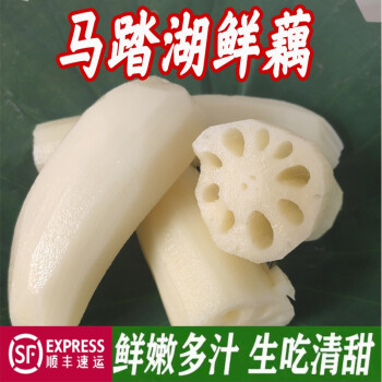 马踏湖鲜藕特产白莲藕生吃藕鲜脆藕食用现挖5斤2500g