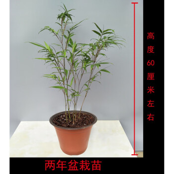 盆栽阳台庭院绿植小型室内竹子植物盆景筇竹两年盆栽苗带盆发货不含盆