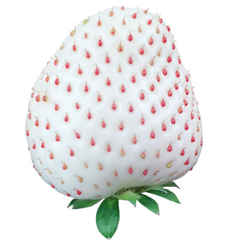 顺丰直达淡雪白草莓礼盒新鲜水果奶油白色草莓白雪当季整箱500g小果