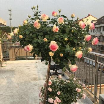 欧洲藤本月季蔷薇花苗粉色龙沙宝石玫瑰欧月大游行庭院爬藤月季多季