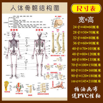 医院科室挂图人体骨骼结构图肌肉解剖图解大挂图全身图谱医院骨科科室