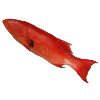 顺丰快递东星斑红石斑鱼整条鲜活冷冻大龙胆鱼深海鱼速冻鲜活海鲜水产