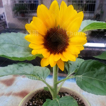 小矮向日葵种籽孑活苗观赏太阳花苗四季春季阳台花种向曰葵种子 矮生
