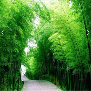 竹林墙纸玻璃贴壁画3d延伸墙贴客厅立体竹林竹林防水竹子墙纸无缝宣