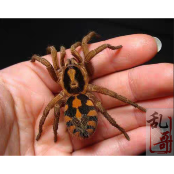 天弗哥伦比亚大南瓜大种16厘米公母稳定新手蜘蛛入门温顺宠物可爱0508