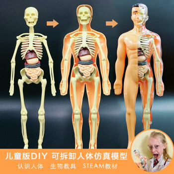 开学季儿童医学早教diy组装人体仿真骨架骨骼器官解剖结构模型玩具