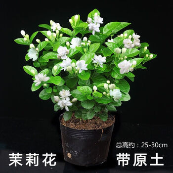 磐阙*磐阙上新茉莉花盆栽带花苞发货室内花卉植物绿植驱蚊驱虫四季