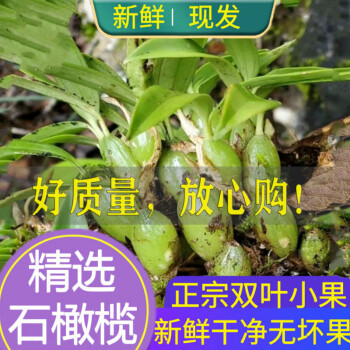 现采现发现采石橄榄新鲜双叶小果500g石仙桃果上叶炖汤煲汤材料1000g