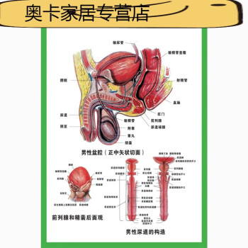 人体器官结构挂图人体内脏结构解剖示意图医学宣传挂图人体器官心脏