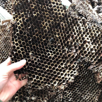 伟博硬蜂房中药材露蜂房马蜂窝蜂巢野蜂窝黄蜂窝500g克