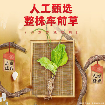 南同四海南京同仁堂 车前草 车前草中药材原料可搭洋车前子土茯苓玉米须茶包泡水喝